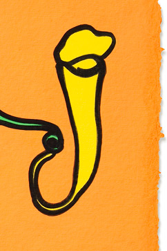 PatessaPlantdetail