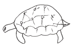 tortoise1
